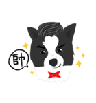 Border Collie Cute（個別スタンプ：33）