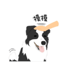 Border Collie Cute（個別スタンプ：34）