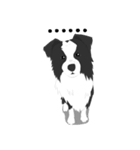 Border Collie Cute（個別スタンプ：37）