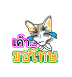 Maew Maew Thai Cat Ver.2（個別スタンプ：17）