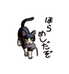 猫スタンプ（白黒）（個別スタンプ：5）