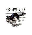 猫スタンプ（白黒）（個別スタンプ：16）