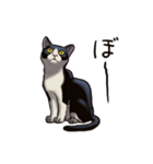 猫スタンプ（白黒）（個別スタンプ：21）