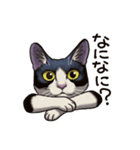 猫スタンプ（白黒）（個別スタンプ：22）