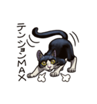 猫スタンプ（白黒）（個別スタンプ：27）