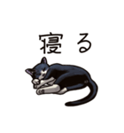 猫スタンプ（白黒）（個別スタンプ：31）