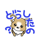 チワワ 犬スタンプ4（個別スタンプ：5）