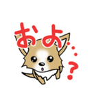 チワワ 犬スタンプ4（個別スタンプ：25）