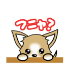 チワワ 犬スタンプ4（個別スタンプ：31）