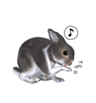 ふわふわウサギのスタンプ2（個別スタンプ：4）