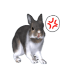 ふわふわウサギのスタンプ2（個別スタンプ：5）