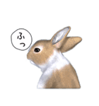 ふわふわウサギのスタンプ2（個別スタンプ：16）