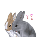 ふわふわウサギのスタンプ2（個別スタンプ：31）