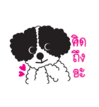 Tofu the little poodle（個別スタンプ：19）