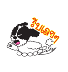 Tofu the little poodle（個別スタンプ：24）