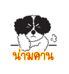 Tofu the little poodle（個別スタンプ：30）