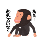 チンパンジーのバーブくん（個別スタンプ：20）