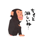 チンパンジーのバーブくん（個別スタンプ：25）