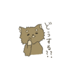 くまのこくーたん。チワワです。（個別スタンプ：38）
