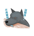 Formosan Mountain Dog（個別スタンプ：31）