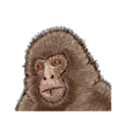 あけおめ2016年(さる年)普段も使える猿（個別スタンプ：36）