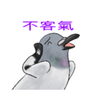神ハト (台湾語)（個別スタンプ：10）