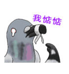 神ハト (台湾語)（個別スタンプ：21）