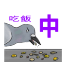 神ハト (台湾語)（個別スタンプ：23）