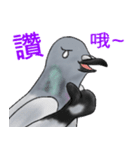 神ハト (台湾語)（個別スタンプ：25）