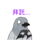 神ハト (台湾語)（個別スタンプ：32）