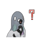 神ハト (台湾語)（個別スタンプ：34）