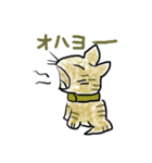 チャネコ（個別スタンプ：38）