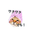 悪山ばるぞうのリアルちっくな猫スタンプ（個別スタンプ：22）