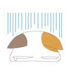 ねこ変顔（個別スタンプ：17）
