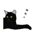 リアル系黒猫の野性（個別スタンプ：3）