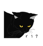 リアル系黒猫の野性（個別スタンプ：9）