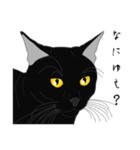 リアル系黒猫の野性（個別スタンプ：10）