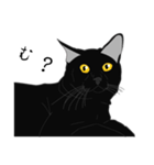 リアル系黒猫の野性（個別スタンプ：19）