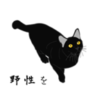 リアル系黒猫の野性（個別スタンプ：22）