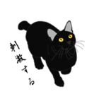 リアル系黒猫の野性（個別スタンプ：23）