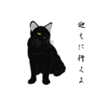 リアル系黒猫の野性（個別スタンプ：36）