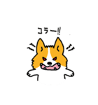 コーギー たろう（個別スタンプ：14）