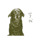 a old dog（個別スタンプ：34）