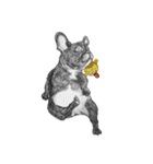 Bonjour！ Bonjour！ Black French Bulldog（個別スタンプ：1）