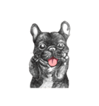 Bonjour！ Bonjour！ Black French Bulldog（個別スタンプ：4）