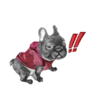 Bonjour！ Bonjour！ Black French Bulldog（個別スタンプ：5）