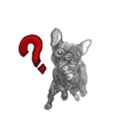 Bonjour！ Bonjour！ Black French Bulldog（個別スタンプ：6）