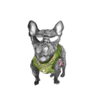 Bonjour！ Bonjour！ Black French Bulldog（個別スタンプ：7）
