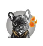 Bonjour！ Bonjour！ Black French Bulldog（個別スタンプ：13）