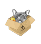 Bonjour！ Bonjour！ Black French Bulldog（個別スタンプ：20）